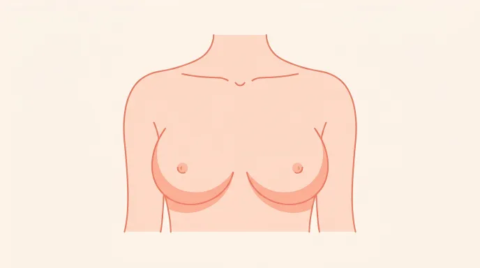Illustration d'une poitrine ronde