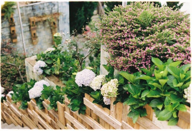 Horthensias dans un jardin